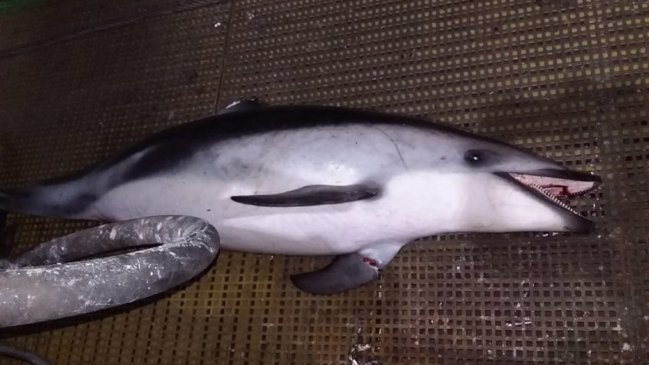 Antofagasta: Investigación por muerte de delfines avanza con cuatro imputados