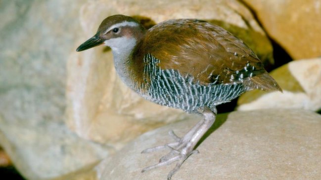 Lista roja de la UICN actualizada: 30.178 especies están en peligro de extinción y hay sólo 10 mejorías