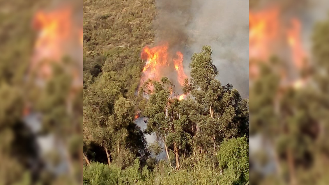 Bomberos y Conaf combaten incendio forestal en San José de Maipo