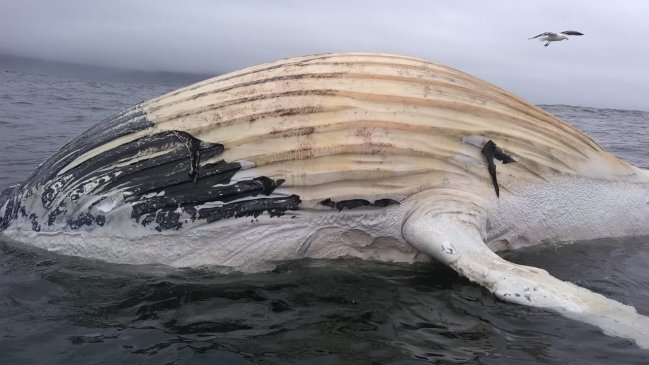  Una ballena azul varó en Ancud  