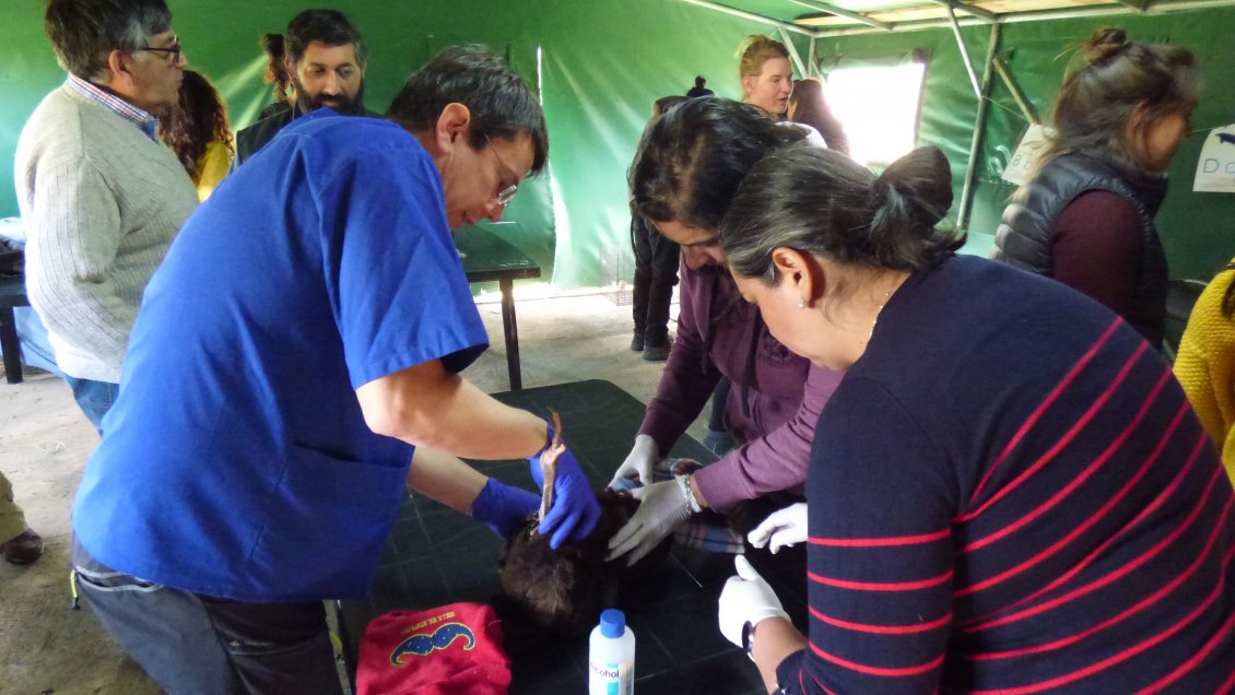 Realizan charlas sobre el Manejo de Especies Silvestres Terrestres en Ancud