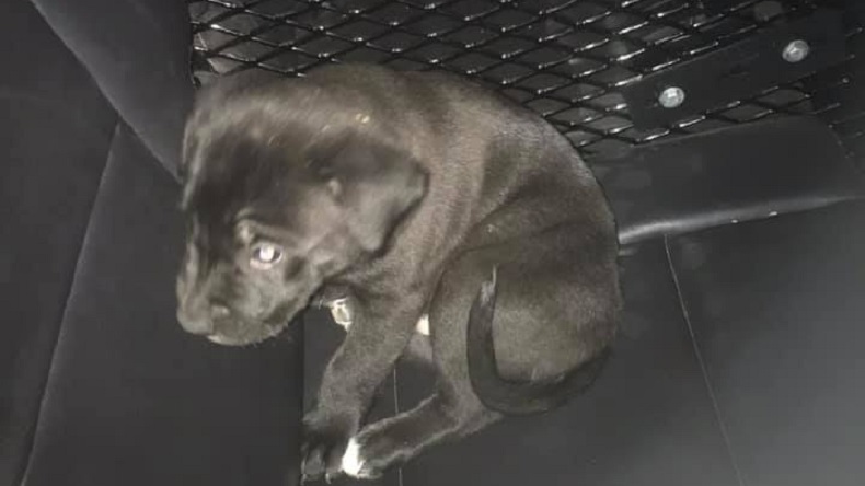 Hombre semidesnudo consumió metanfetamina y lanzó un cachorro a un auto