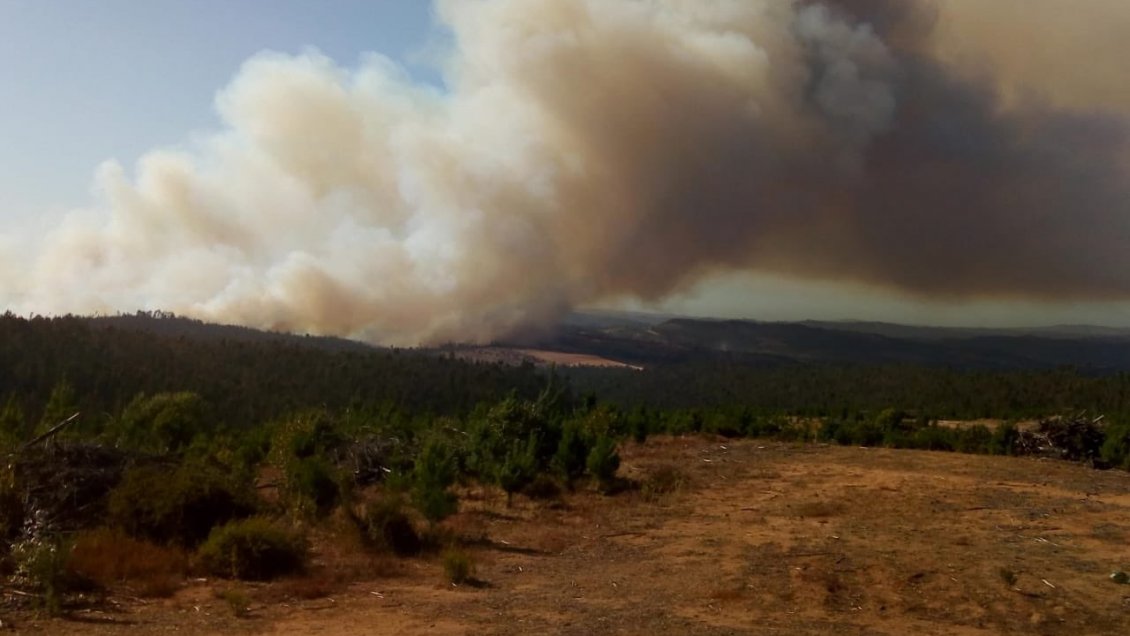 Intendencia declara alerta roja para Paredones por incendio forestal
