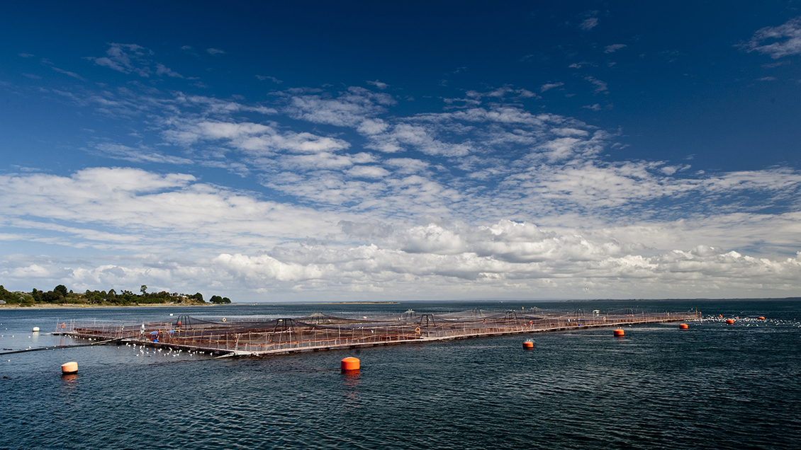 FNE denunció colusión de cuatro productoras de alimentos para salmón