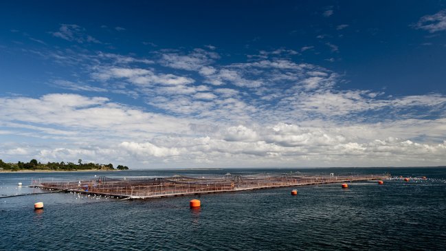 FNE denunció colusión de cuatro productoras de alimentos para salmón