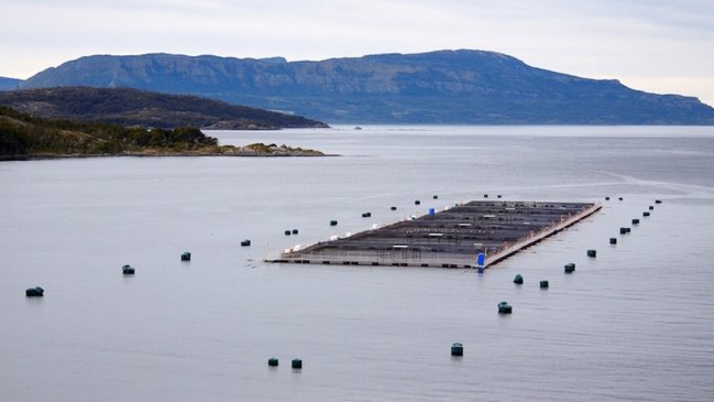Salmón Chile suspendió a productoras de alimentos vinculadas con colusión