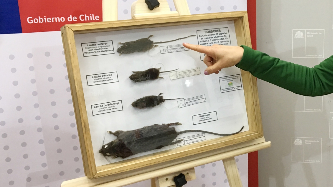 Confirman nuevo contagio por virus Hanta en el Biobío: Ya van siete casos en 2019