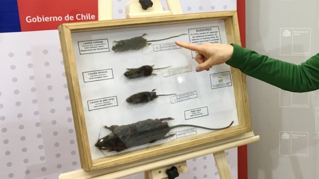 Confirman nuevo contagio por virus Hanta en el Biobío: Ya van siete casos en 2019