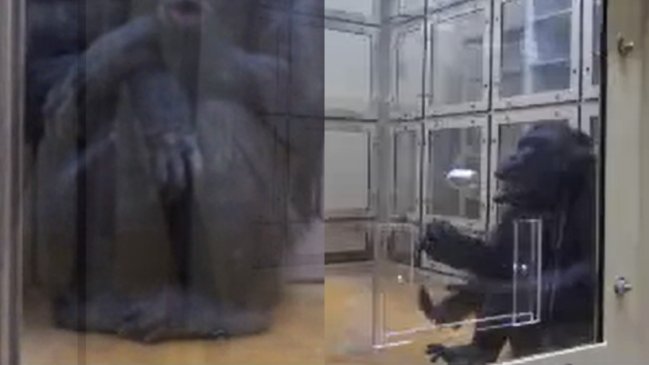 Chimpancés escuchan música de piano y marcan el ritmo con palmas y pies, constató estudio