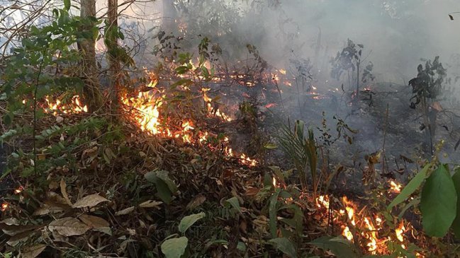 Incendios forestales en Bolivia casi doblaron su promedio anual