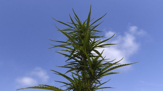 Gobierno de Israel impulsará inversión en cannabis medicinal