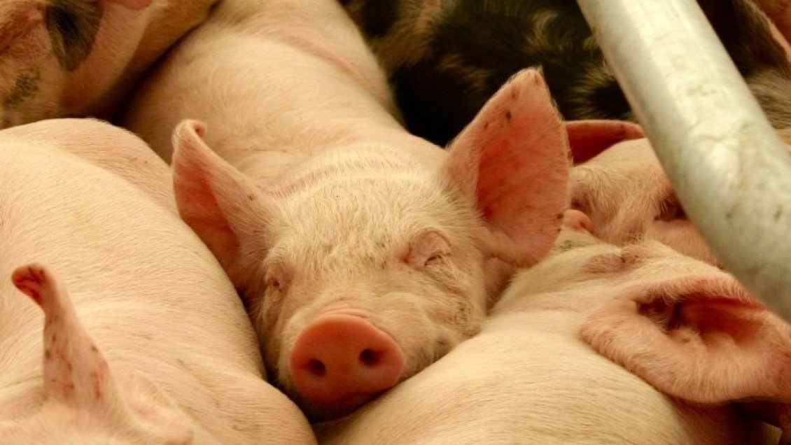 Ñuble: Plantel porcino Santa Josefina no está cumpliendo programa de cierre en Coihueco