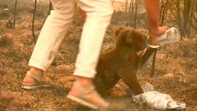 Miles de koalas han muerto por incendios forestales en Australia