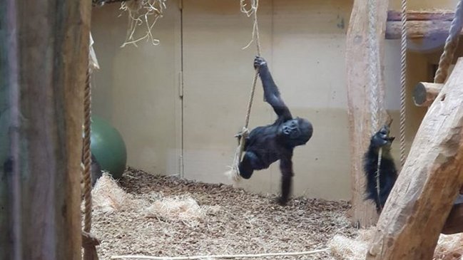  Incendio en zoológico alemán dejó a unos 30 monos muertos  