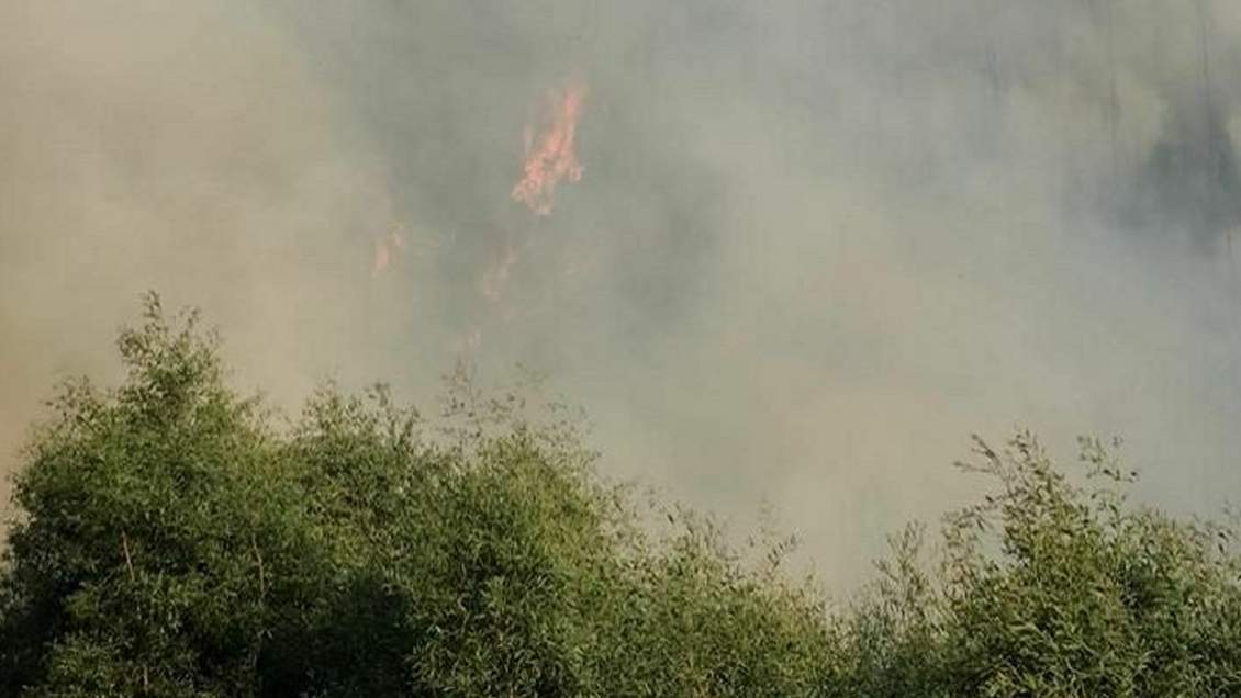 Alerta roja en Lota por incendio forestal cercano a viviendas