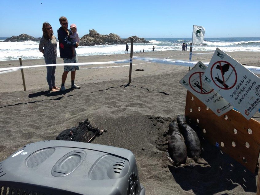 Cobquecura: Sernapesca instalará unidad móvil para proteger a crías de lobos marinos
