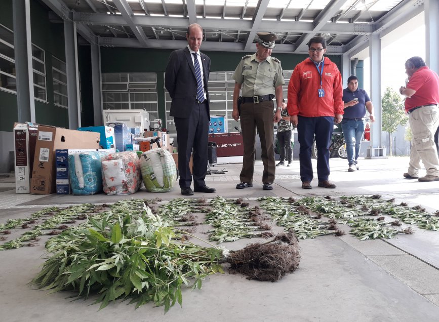 Chillán: Acusados de millonario robo fueron detenidos en predio con plantación de marihuana