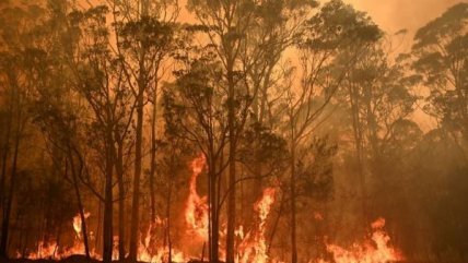   Hablando de...: Los efectos que tendría en Chile un incendio forestal como el de Australia 