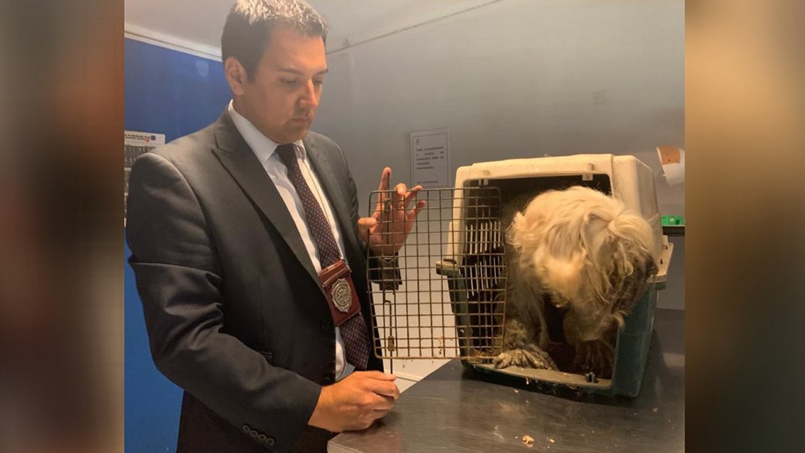 Antofagasta: PDI rescató a dos perros maltratados y detuvo al culpable