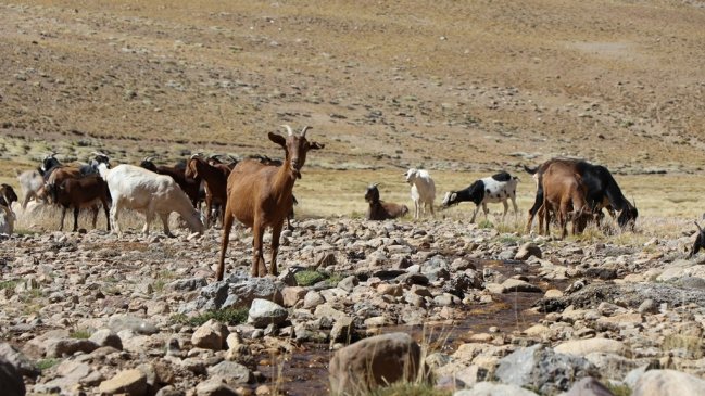 Trasladan más de 1.000 cabras y caballos desde Coquimbo a Ñuble para escapar de la sequía