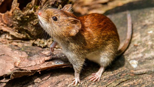 Las recomendaciones para prevenir el virus Hanta