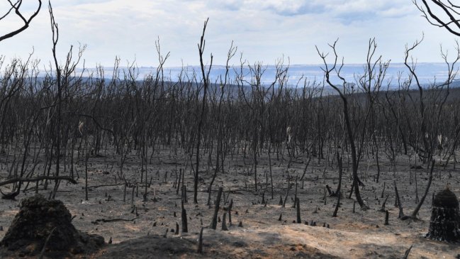 Primer ministro de Australia admite errores en combate a los incendios forestales