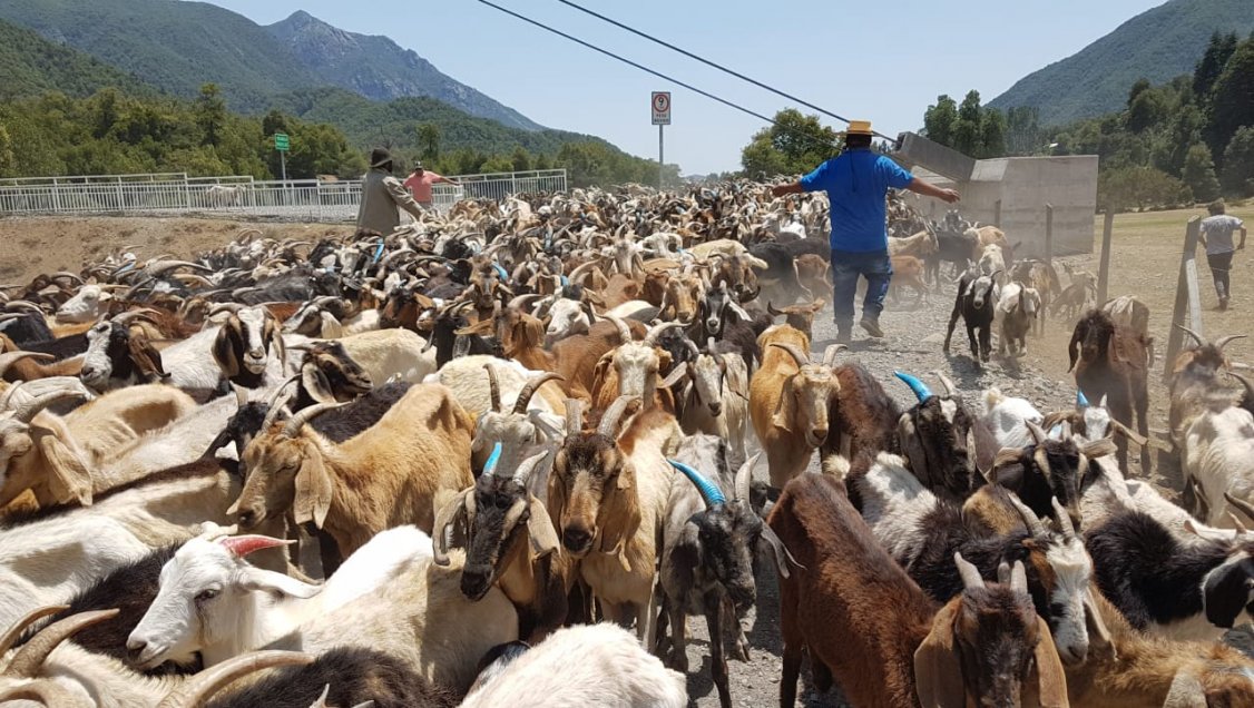San Fabián dispuso terreno de veranada para un millar de cabras y caballos del Limarí