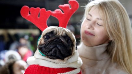   Con sus mejores trajes, perros Pug asisten a particular fiesta 