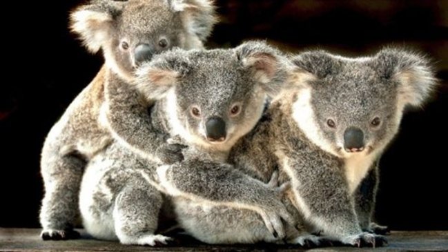 Australia lanza desde helicópteros comida a animales afectados por incendios