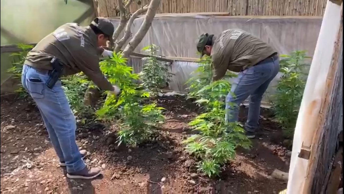 Carabineros incautó 67 plantas de marihuana en invernadero de Tomé