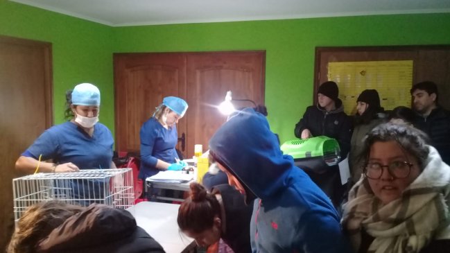 Operativo en Coyhaique permitirá la esterilización de 500 mascotas