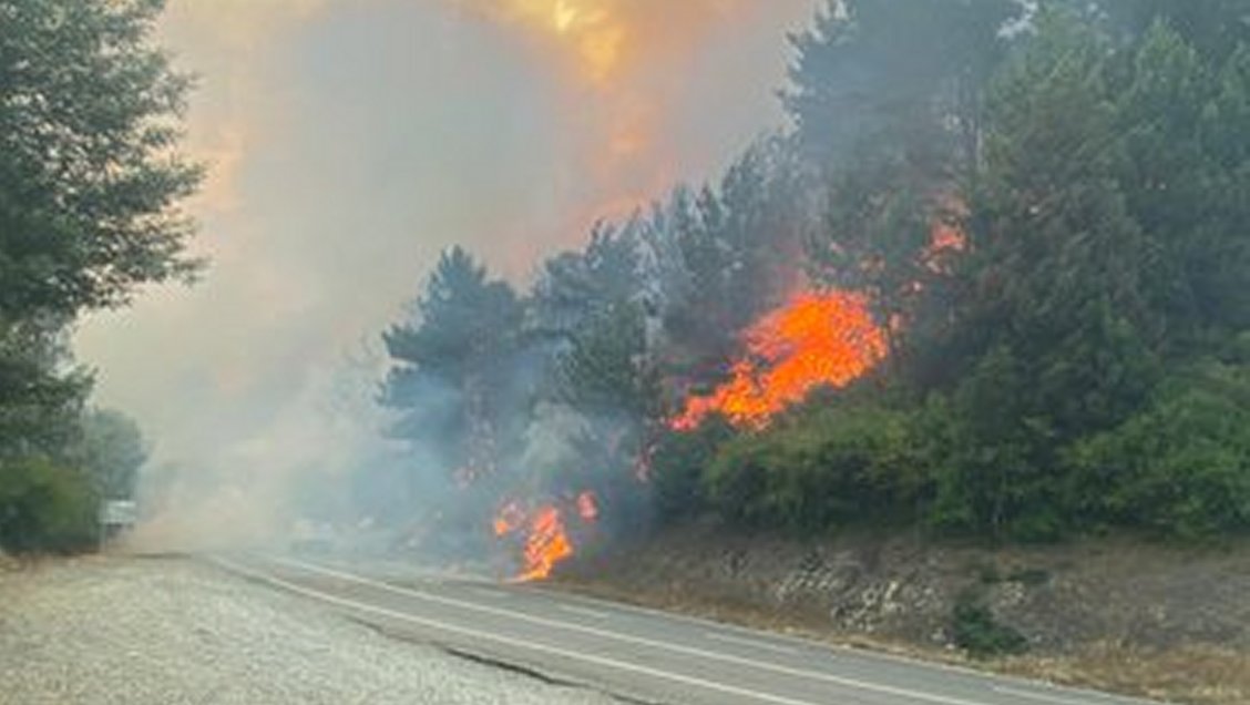 Incendios en el Biobío: Más de mil hectáreas se han visto afectadas