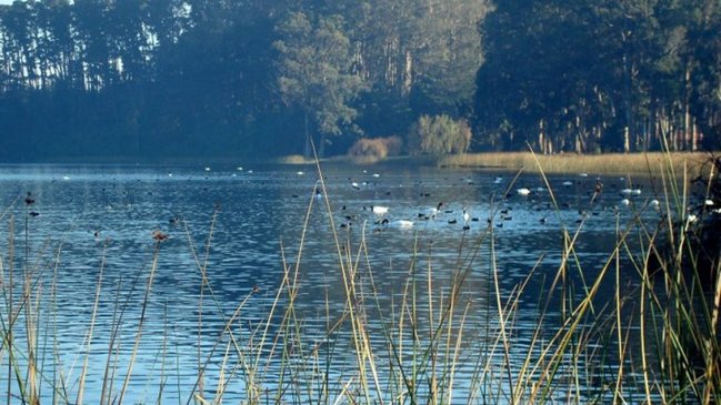 Declaran Santuario de la Naturaleza la Laguna Grande y Humedal Los Batros en San Pedro de la Paz