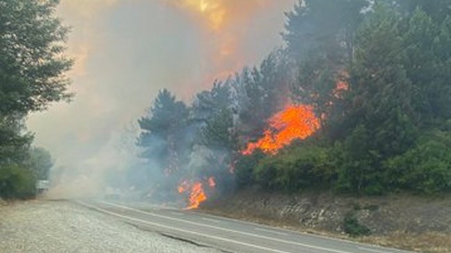 Incendios en el Biobío: Más de mil hectáreas se han visto afectadas