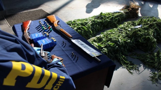 Trabajadores agrícolas fueron detenidos por cultivo de marihuana en predio de Coihueco