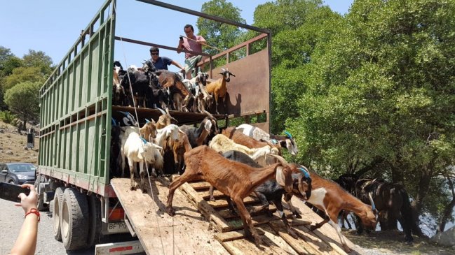 Crianceros son llamados a proteger su ganado durante episodios extremos de calor en Ñuble