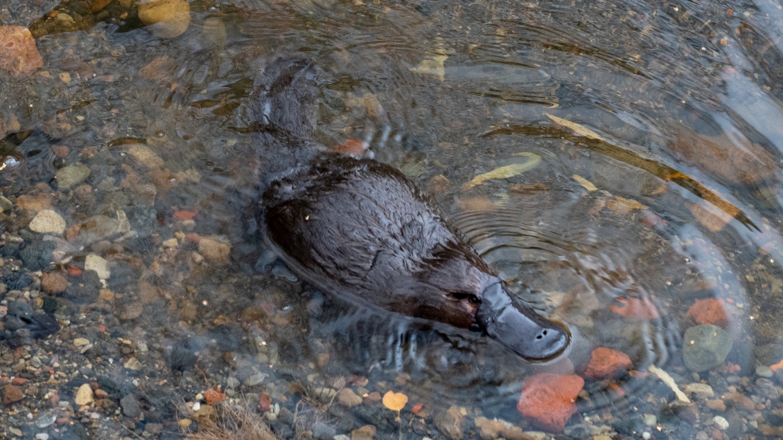 El ornitorrinco se encamina a la extinción por culpa del cambio climático