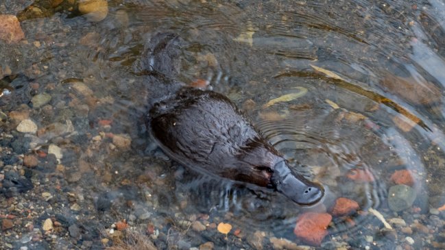 El ornitorrinco se encamina a la extinción por culpa del cambio climático