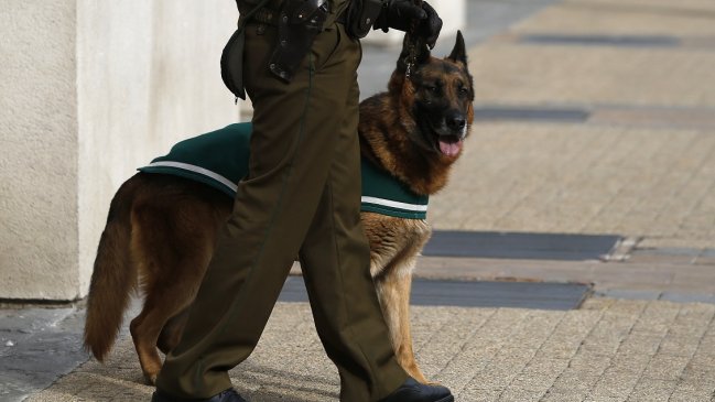 Carabinero arriesga ir a la cárcel tras robo de perrito en Quillota