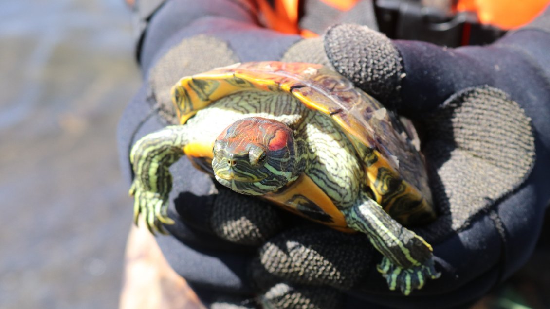 Tortugas de orejas rojas amenazan la Laguna Grande de San Pedro de la Paz