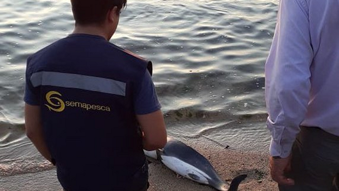 Vecinos denuncian que delfín que varó en playa de Dichato fue mutilado