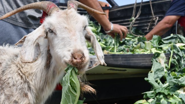 Recursos de fuegos artificiales serán destinados a ayudar a crianceros de La Serena