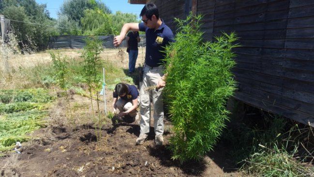 Adulto mayor quedó en prisión preventiva por cultivo de 379 plantas de cannabis en Quillón