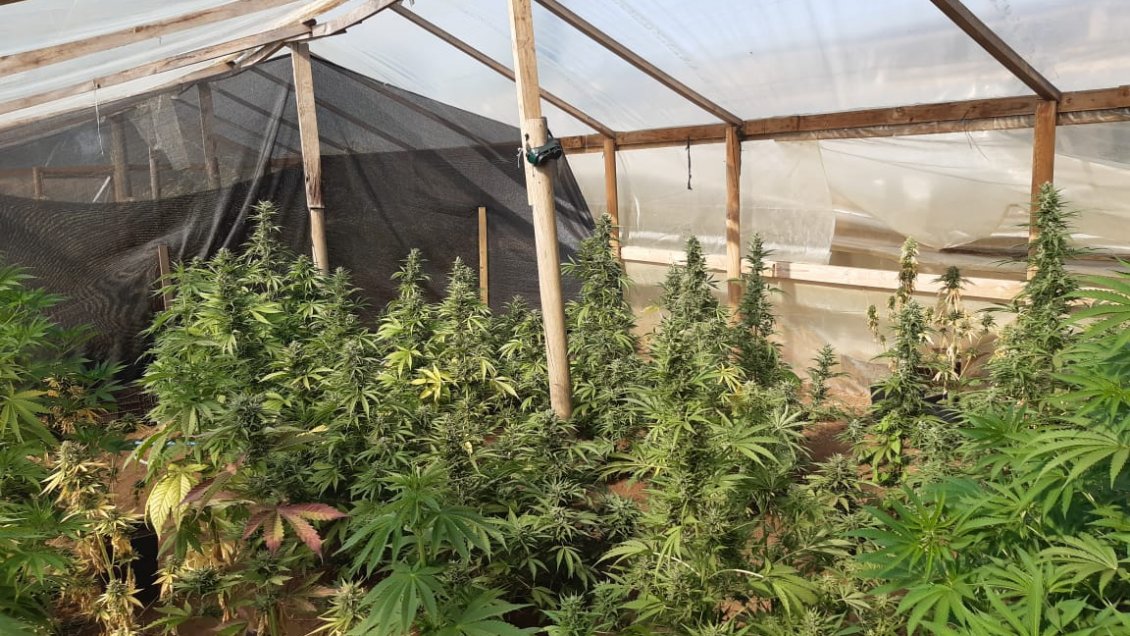 Decomisaron 72 plantas de marihuana desde un invernadero en Nueva Imperial