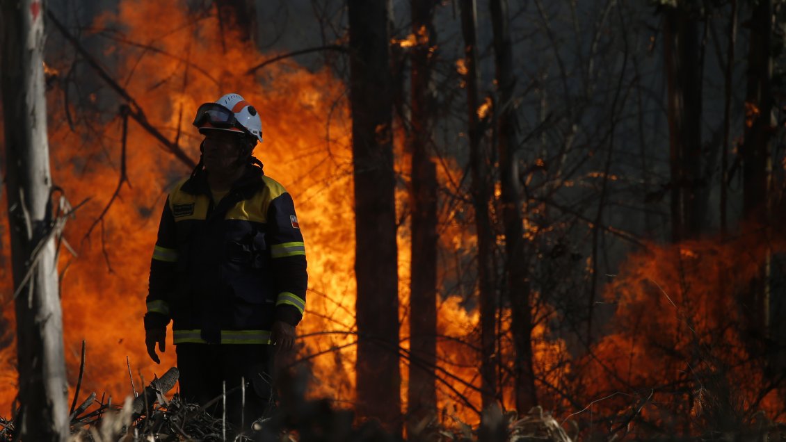 Incendios forestales en La Araucanía han consumido más de 7.500 hectáreas de bosques