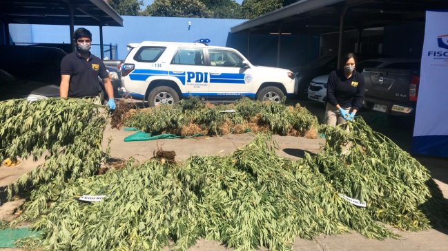 Incautaron más de 500 plantas de marihuana en sector rural de Ercilla