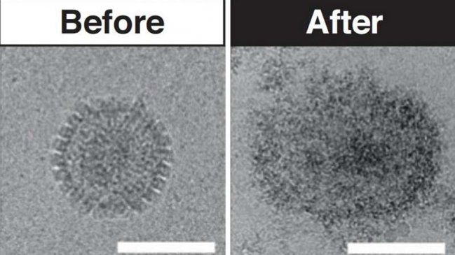 Científicos descubren que moléculas derivadas del azúcar pueden destruir muchos virus
