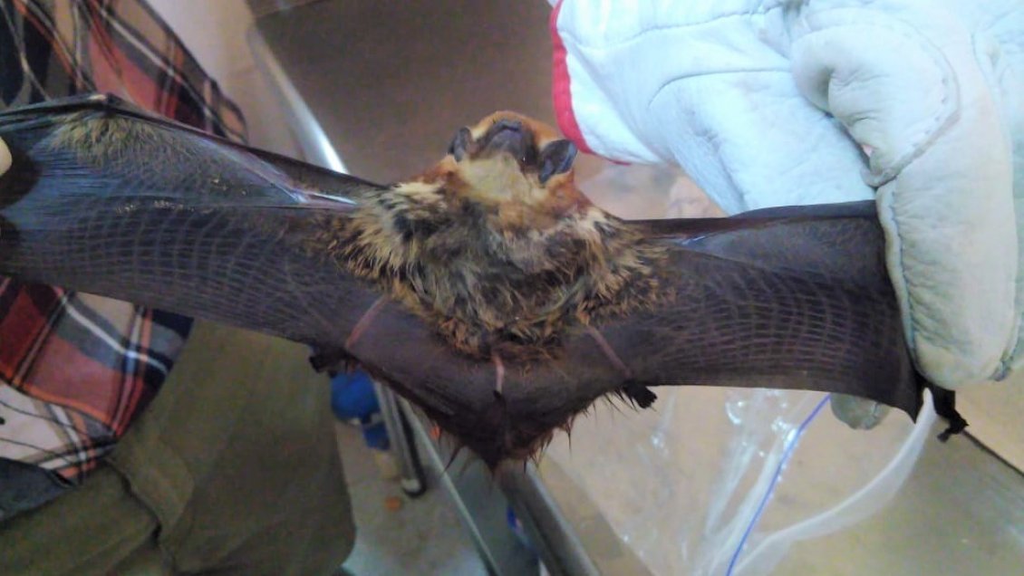 Detectan rabia en un murciélago encontrado muerto en Aysén