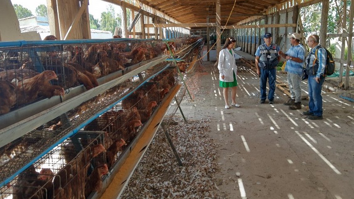 Plaga de moscas gatilló sumario sanitario a plantel avícola en Coihueco