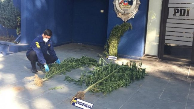 PDI logró detención de hombre que cultivaba cannabis en San Nicolás